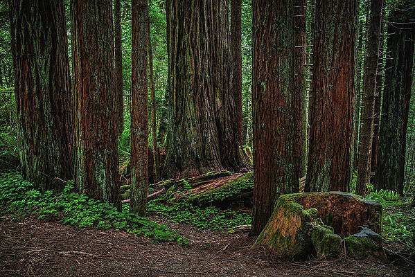 California Photograph - Redwood Forest Floor, California by Abbie Warnock