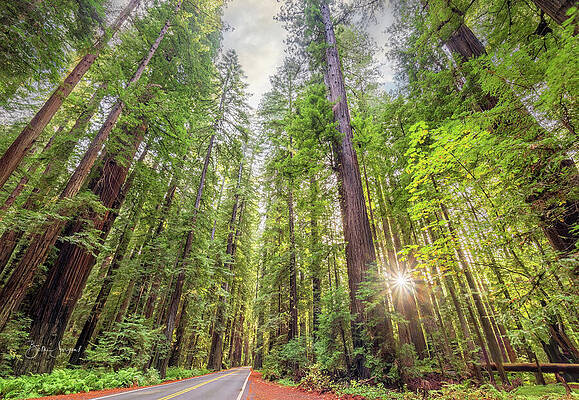 Sunset Wall Art featuring the photograph Redwood Forest Road by Beth Sargent
