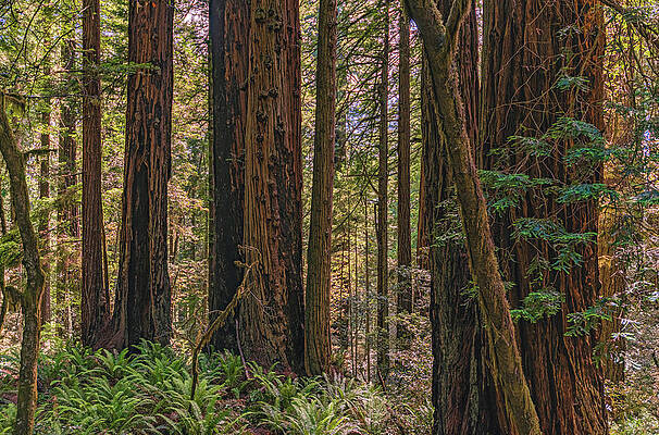 Beautiful Photograph - Redwood Trunks, California by Abbie Warnock