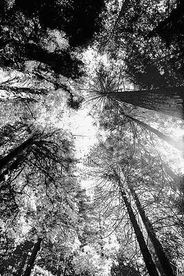 Wall Art featuring the photograph Redwoods 2e by Sally Fuller