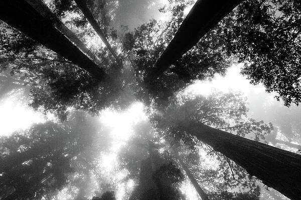 Photograph - Redwoods In The Fog by Craig A Walker