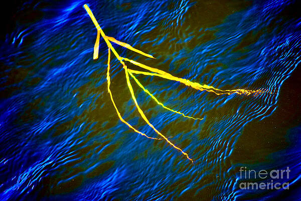 Wall Art featuring the photograph Reed Adrift In The Ocean by Debra Banks