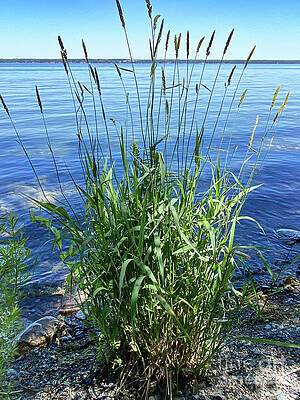 Sky Wall Art featuring the photograph Reed Canary Grass by William Norton