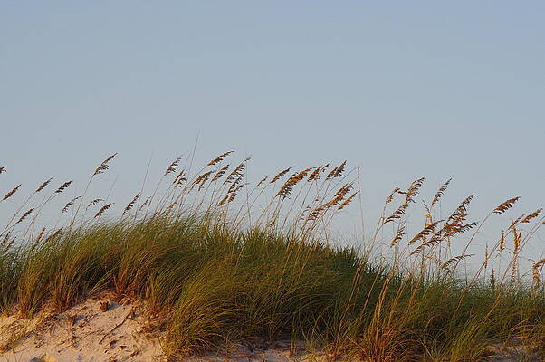 Nature Photograph - Reeds In The Wind by Murray Croft