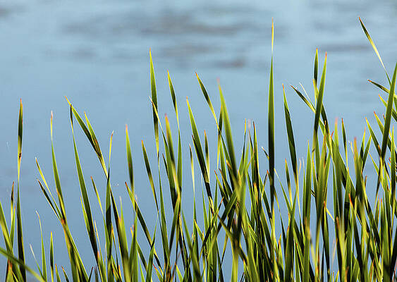 Yellow Wall Art featuring the photograph Reeds by Kevin Schwalbe