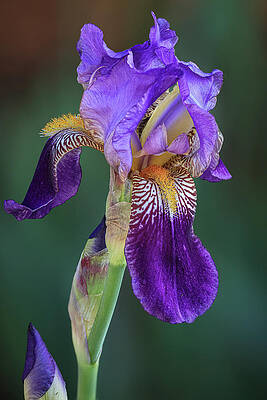 Flower Photograph - Refined Beauty by Tim Lyden