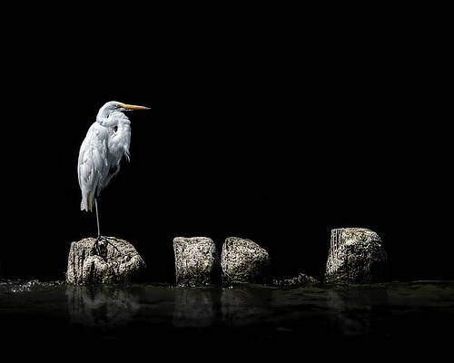 Beautiful Wall Art featuring the photograph Reflect by James Overesch