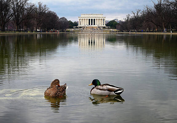 Wall Art featuring the photograph Reflecting Pool Visitors by Steven Nelson