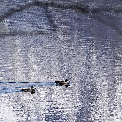 Wall Art featuring the photograph Reflection Crossing by Harry Banks
