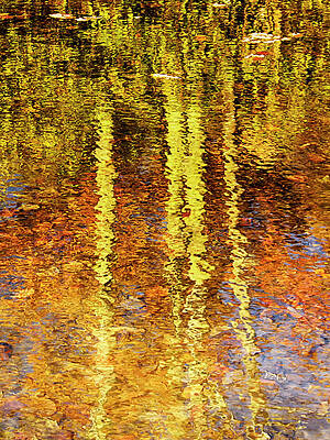 Colorful Photograph - Reflection Of Fall Trees by Charles Floyd