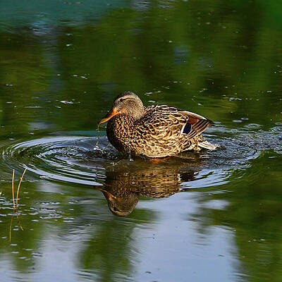 Wall Art featuring the photograph Reflection Rings by Harry Banks
