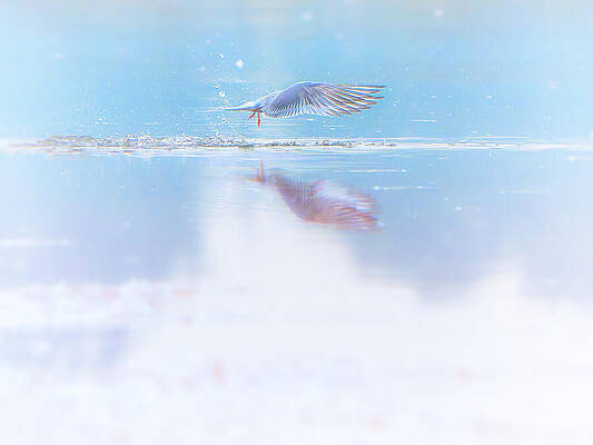 Photograph - Reflections In Motion by Jaroslav Buna