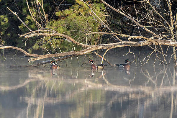Beautiful Wall Art featuring the photograph Reflections by James Overesch