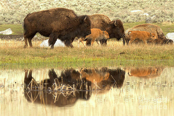 Reflections Of A Bison Family Outing by Adam Jewell