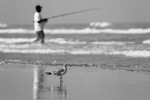 Sky Wall Art featuring the photograph Reflections Of Man And Bird Black And WHite by Steve Templeton