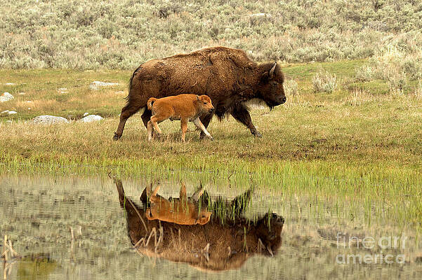 Wilderness Wall Art featuring the photograph Reflections Of Mom And The Red Dog by Adam Jewell