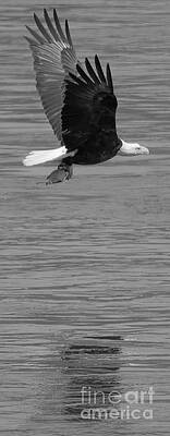 Wall Art featuring the photograph Reflections Of The Cruising Hunter Black And White by Adam Jewell