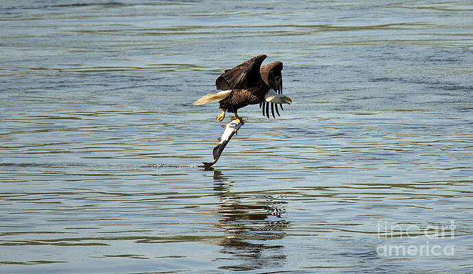 Wall Art featuring the photograph Reflections Of The Hunting Eagle by Adam Jewell