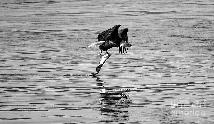 Wall Art featuring the photograph Reflections Of The Hunting Eagle Black And White by Adam Jewell