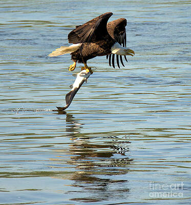Wall Art featuring the photograph Reflections Of The Hunting Eagle Closeup by Adam Jewell