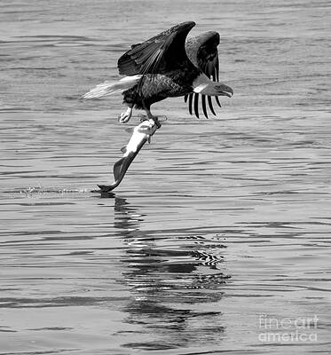 Wall Art featuring the photograph Reflections Of The Hunting Eagle Closeup Black And White by Adam Jewell