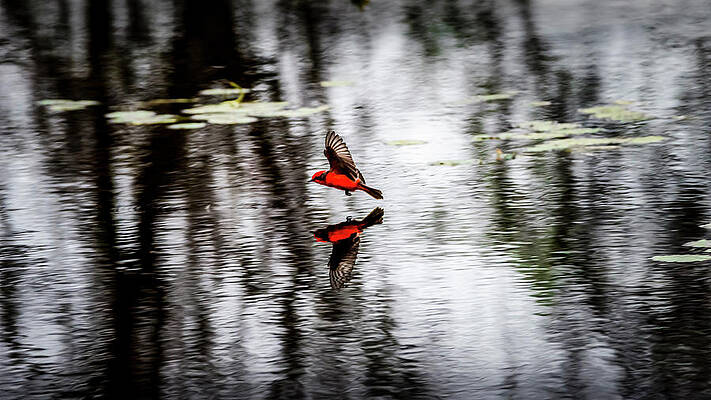Natural Photograph - Reflections Of The Vermillion Flycatcher by David Morefield