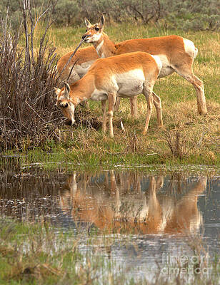 Wilderness Wall Art featuring the photograph Reflections Of Yellowstone Pronghorn by Adam Jewell