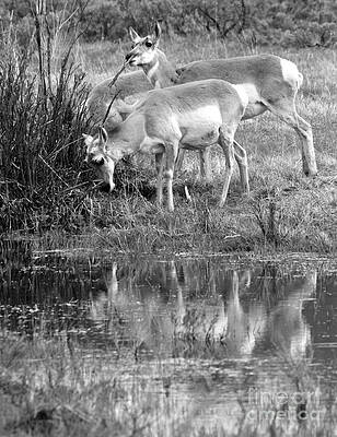 Wilderness Wall Art featuring the photograph Reflections Of Yellowstone Pronghorn Black And White by Adam Jewell