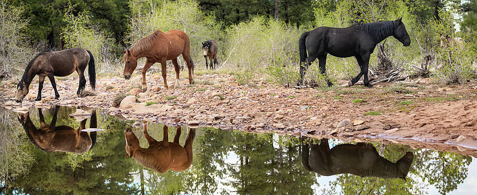 Reflection Photograph - Reflections. by Paul Martin