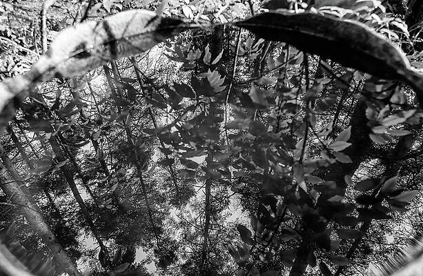 Unite Kingdom Wall Art featuring the photograph Reflective Forest Pool by Shirley Mitchell