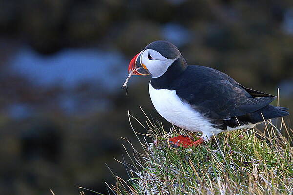 Puffin Photograph - Refreshing The Nest by Christopher Mathews
