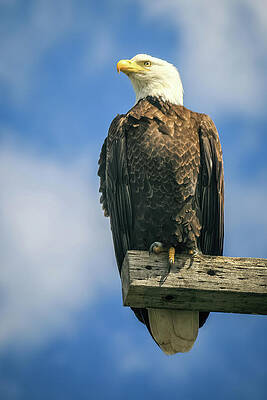 California Wall Art featuring the photograph Regal Bald Eagle by Diane Moller