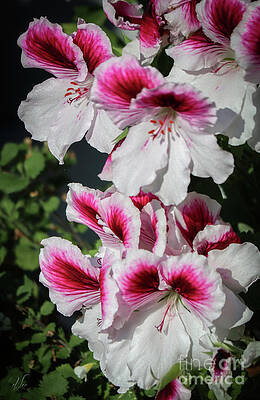 Beautiful Photograph - Regal Pelargonium Friendship by D Lee