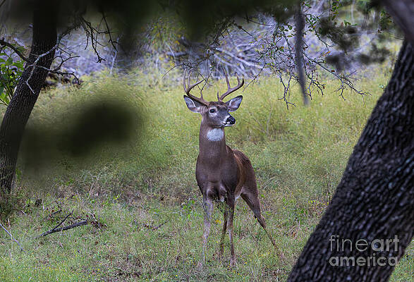 Texas Wall Art featuring the photograph Regal Whitetail Buck by Ron Long Ltd Photography