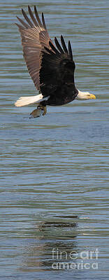 Wall Art featuring the photograph Reflections Of The Cruising Hunter by Adam Jewell