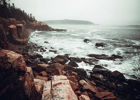 Tree Photograph - Relentless Seas by Dodie Ross