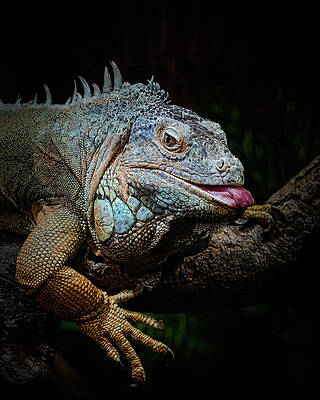 Nature Wall Art featuring the photograph Reptile Disfunction by Charnwood Photography Fine Art
