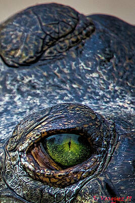 Animal Photograph - Reptile Eyes by Rene Vasquez