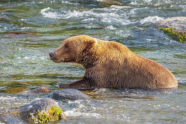 Brown Bear in River Wall Art