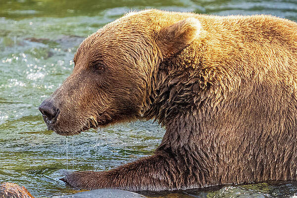 Brown Bear in Flowing River Wall Art