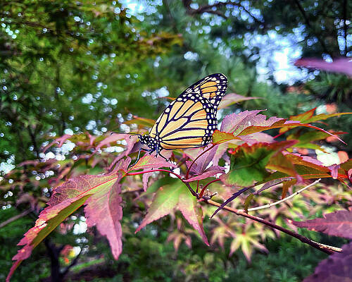 Wall Art featuring the photograph Resting Monarch by Steven Nelson