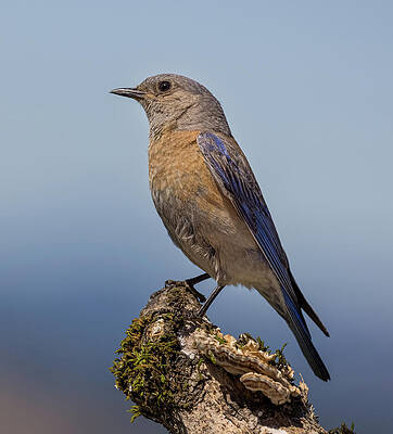 Wall Art featuring the photograph Resting Mother Bluebird by Jean Noren