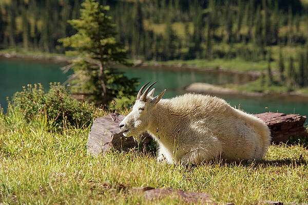 Wall Art featuring the photograph Resting Mountain Goat by Nancy Gleason