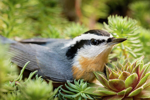Nature Photograph - Resting Nuthatch by Jean Noren