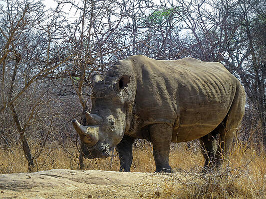 Wall Art featuring the photograph Rhinoceros On An African Safari by John Twynam