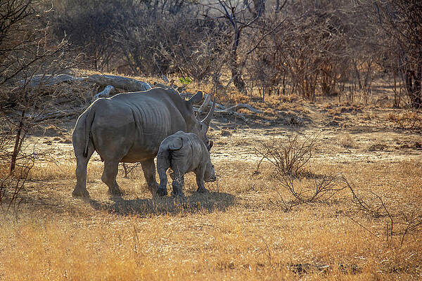 Wall Art featuring the photograph Rhinos In Africa by John Twynam