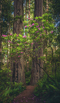 California Photograph - Rhododendron And Redwoods. California by Abbie Warnock