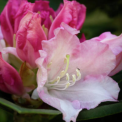 Delicate Wall Art featuring the photograph Rhododendron Flowers by Shirley Mitchell
