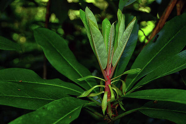 Wall Art featuring the photograph Rhododendron Spring Green by Raymond Salani III
