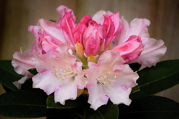 Spring Wall Art featuring the photograph Rhododendron Surrey Heath by Shirley Mitchell